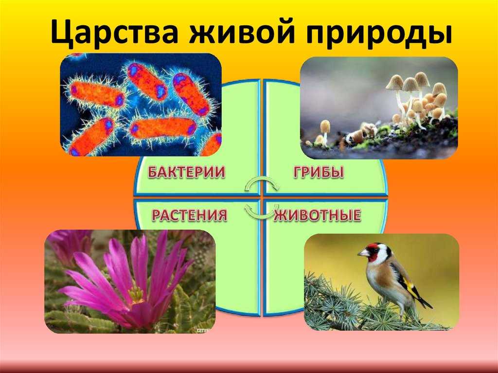Кюрасов синеклювый - gaz.wiki
