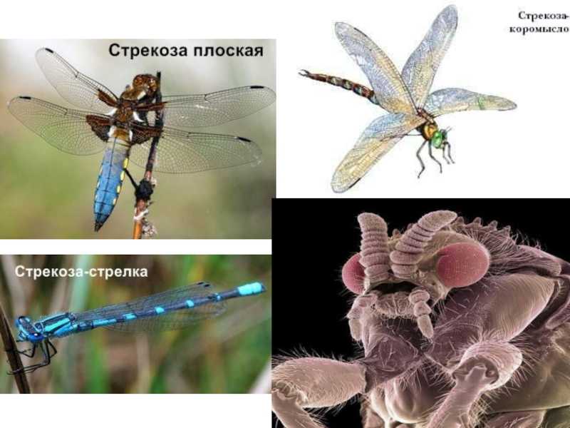 Чем питаются стрекозы в природе? стрекоза описание, ареал, питание, виды, враги, фото и видео.