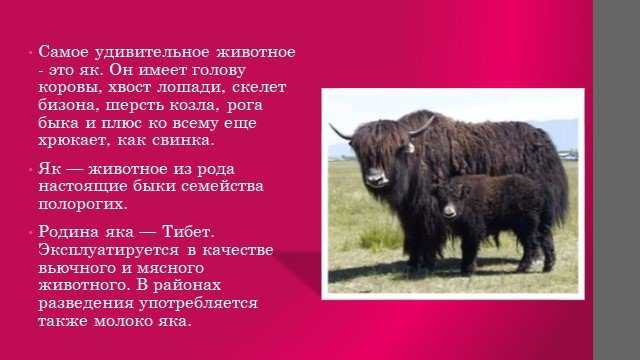 Як | мир животных и растений