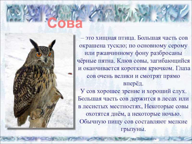 Чем кормить сову, сипуху, неясыть, филина, сычика .