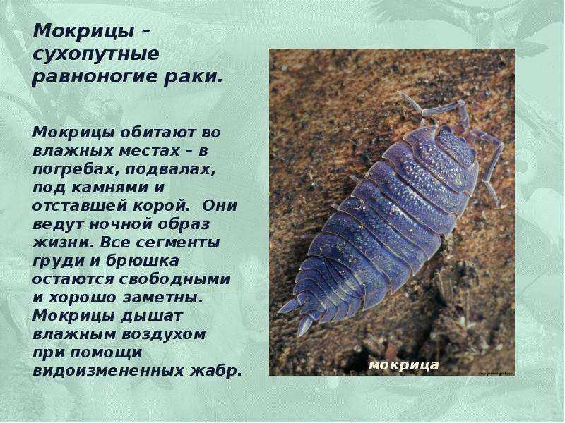Трава мокрица: лечебные свойства и противопоказания, лечение суставов, рецепты