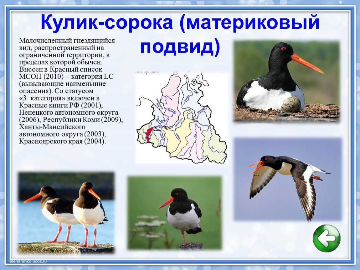 Пискулька птица. образ жизни и среда обитания пискульки