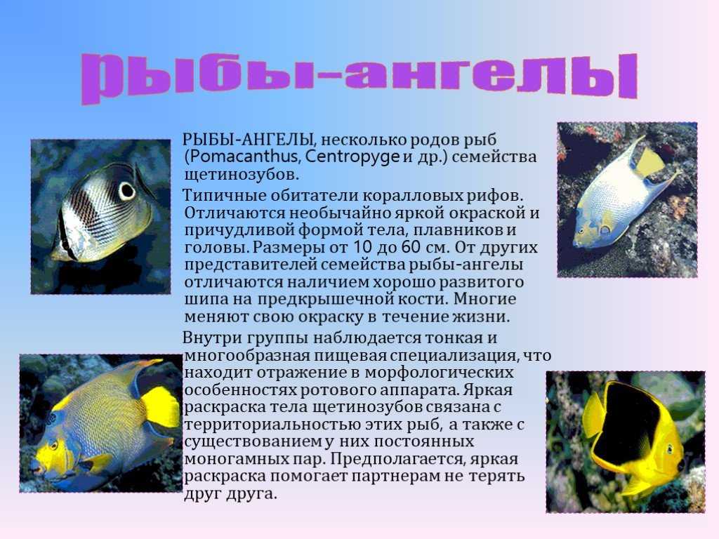 Рыбы 11 класс. Рыба ангел доклад. Описание необычных рыб. Рыба ангел интересные факты. Рыба ангел презентация.