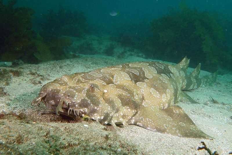 Пятнистый воббэгонг - spotted wobbegong