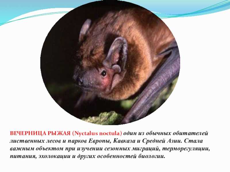 Гигантская вечерница nyctalus lasiopterus