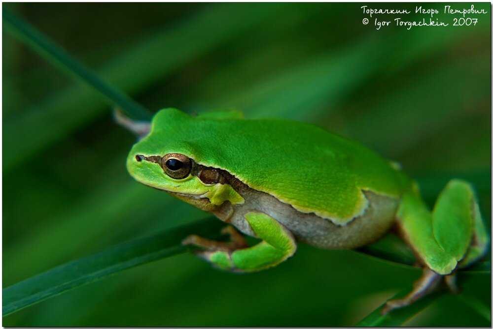 Квакша обыкновенная (hyla arborea) фото, биология описание окрас питается враги размер ареал поведение среда обитания созревание популяция потомство враги, реферат common treefrog доклад для школы кла