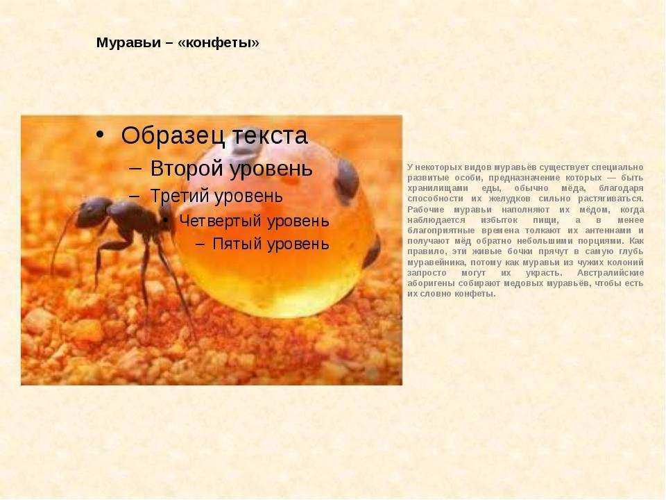 Лиометопум