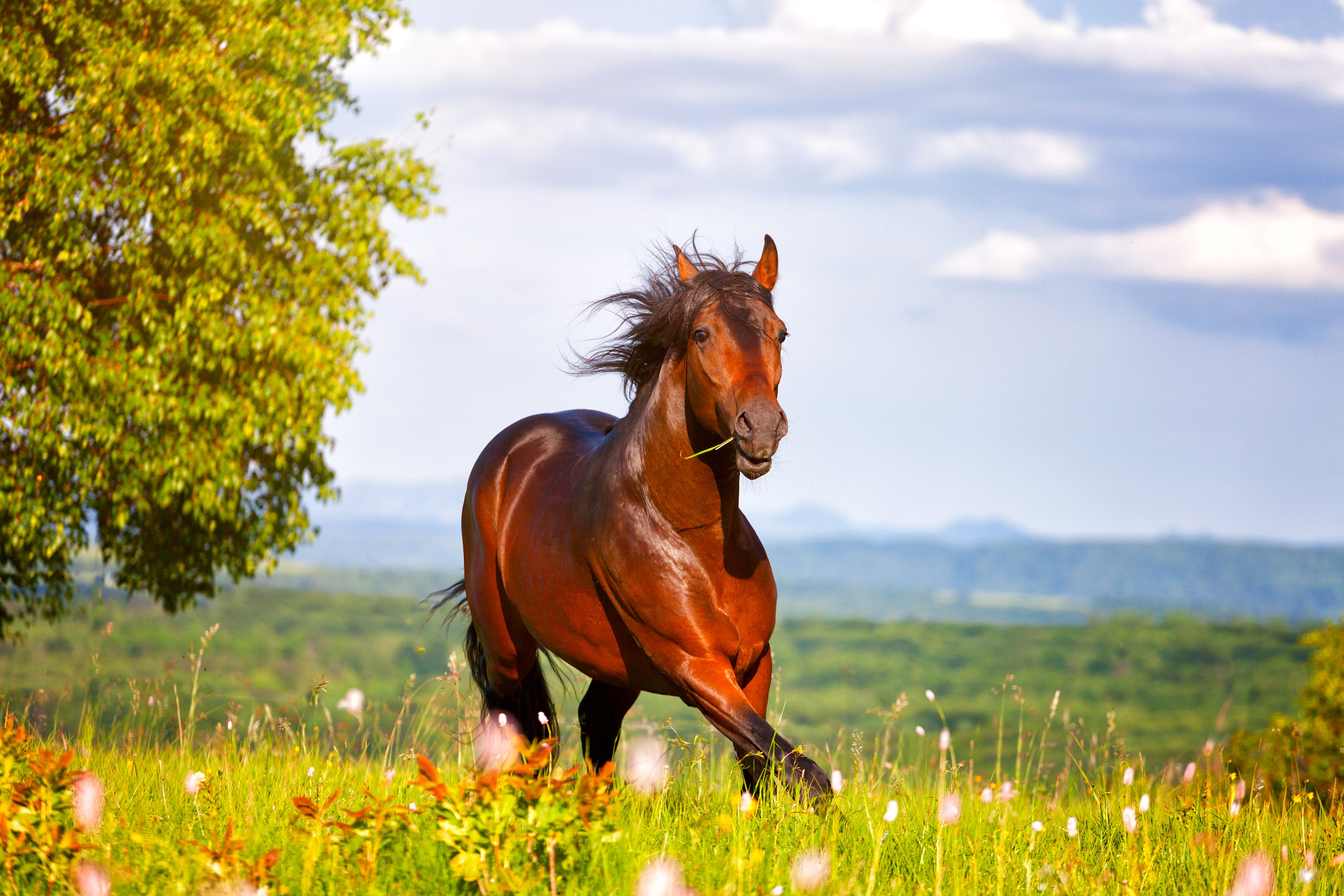 Интересные факты о лошадях: почему их так называют, как они спят и др
