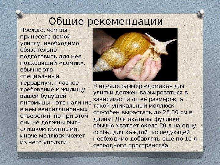 Ахатина - крупный брюхоногий моллюск