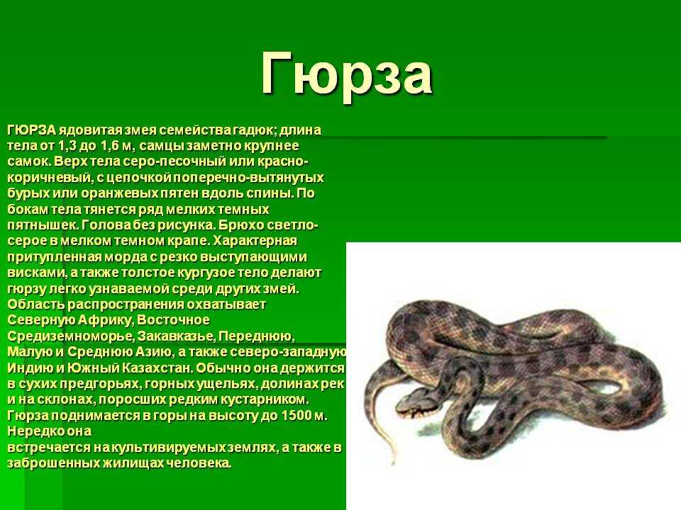 Водяная щупальценосая змея - еще один представитель ужей