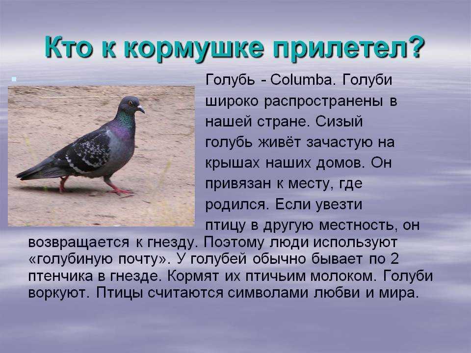 Тамбовский зоопарк — определитель животных / класс: птицы / отряд: голубеобразные / семейство: голубиные / род: голуби / страница: 3