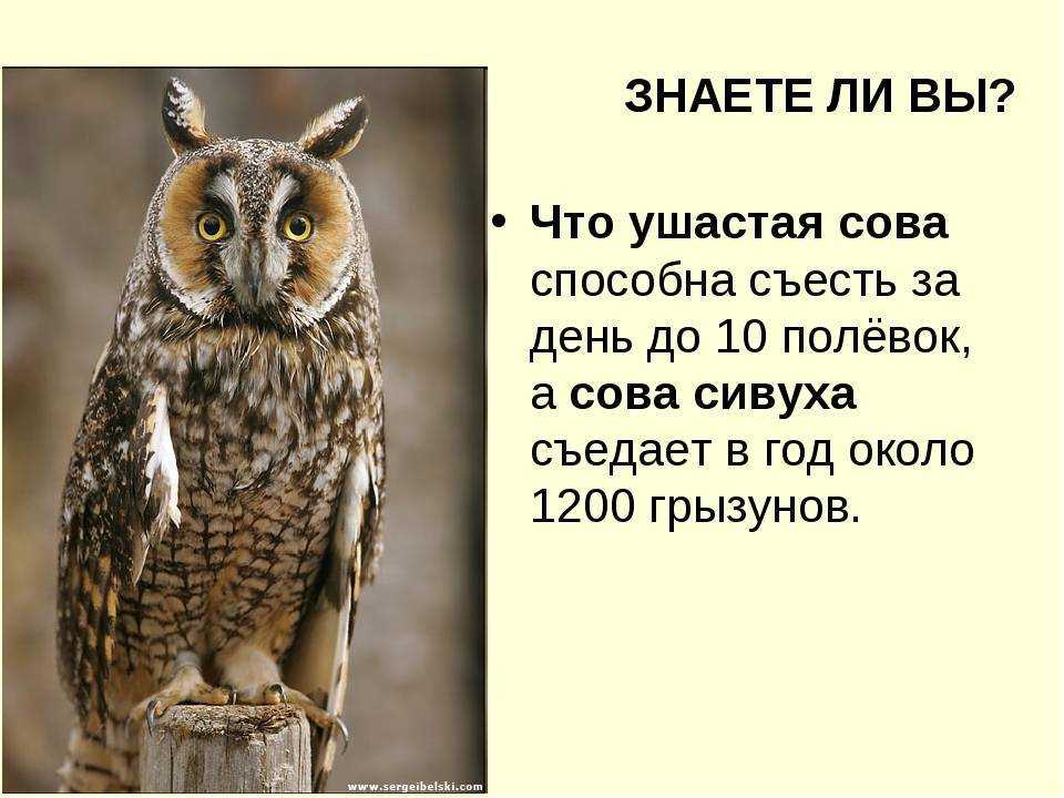 Е.д.краснова. флагман прибрежных экосистем дальнего востока: рыбный филин