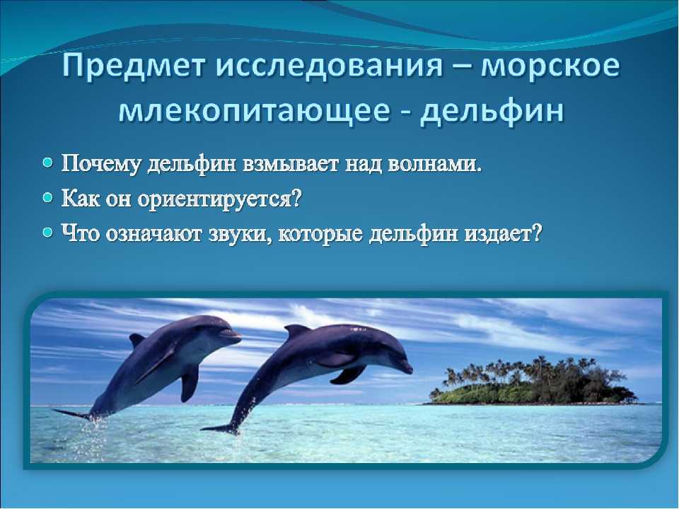 Дельфин относится к группе животных. Дельфины млекопитающие. Факты о дельфинах. Дельфин описание. Проект удивительные дельфины.