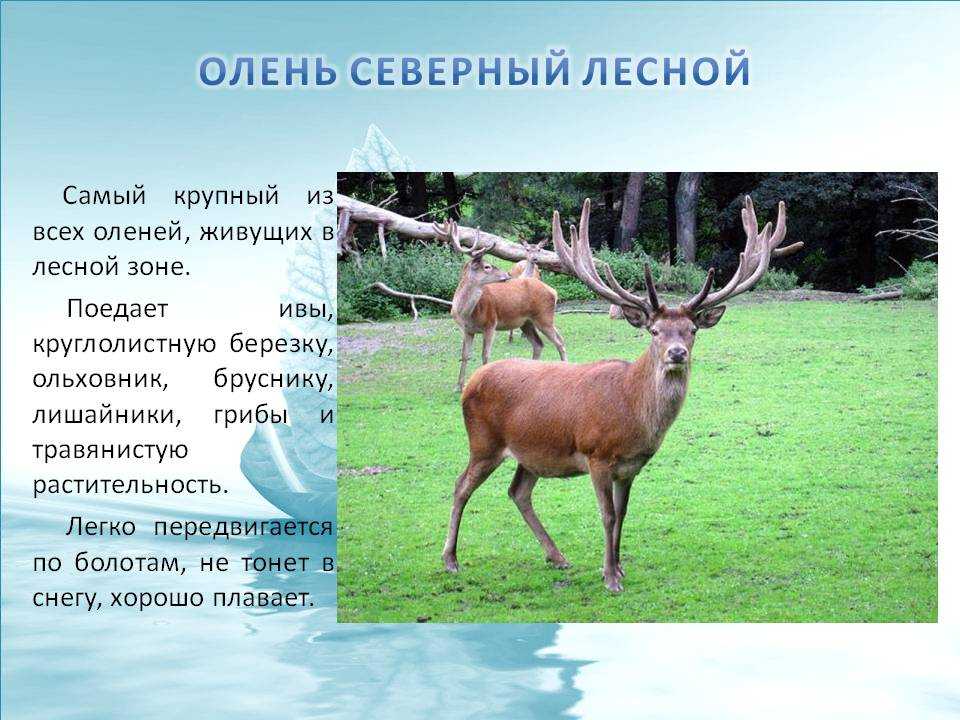 Олень: описание, виды, среда обитания, что едят, враги и образ жизни | планета животных