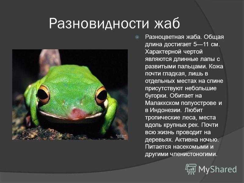 Топ-15 самых необычных видов лягушек