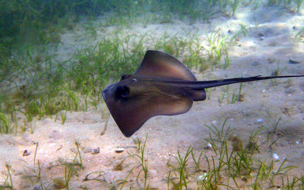Скат хвостокол или морской кот: характеристика, виды с фото и описанием