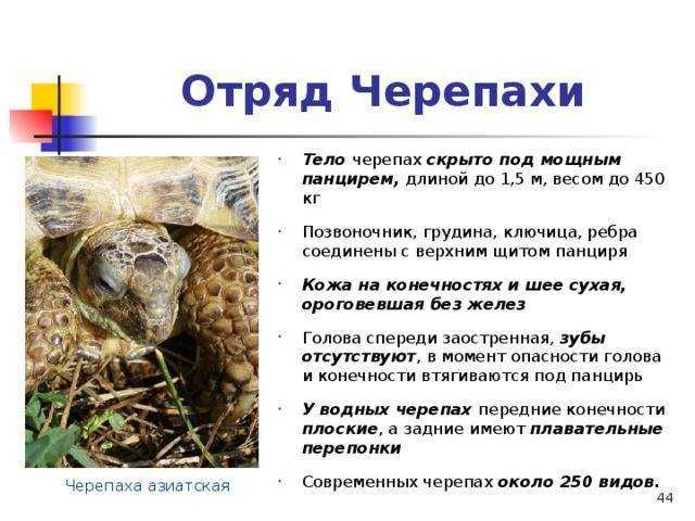 Черепаха - виды, питание, уход и содержание, сколько живет, фото
