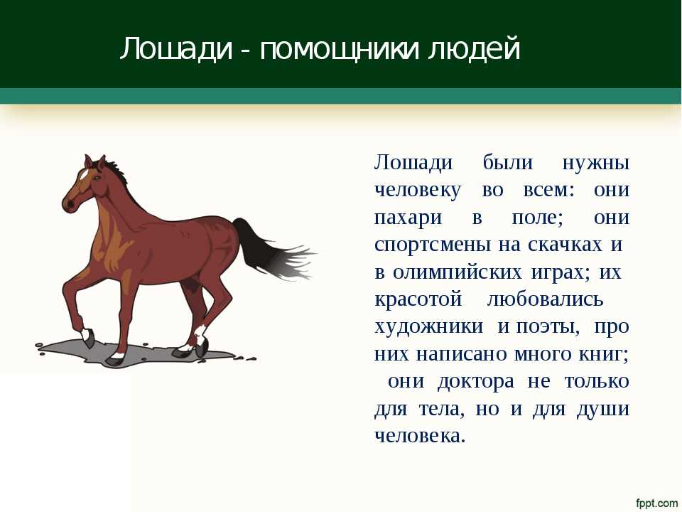Трясогузковые | virtual laboratory wiki | fandom