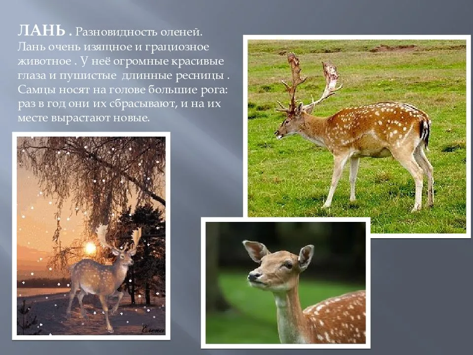 Расскажите детям о северном олене. | проект по окружающему миру (старшая группа):