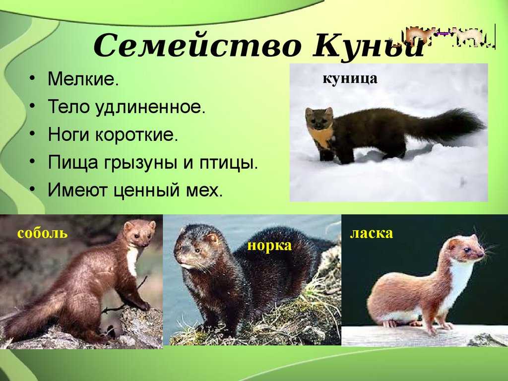 Ласка животное: фото и описание. внешность ласки, размер, места обитания и повадки зверя куница фото куниц