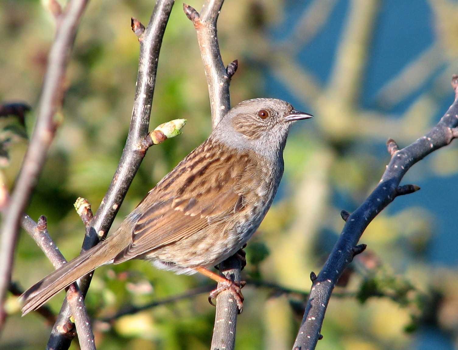 Prunella fulvescens (brown accentor) - avibase