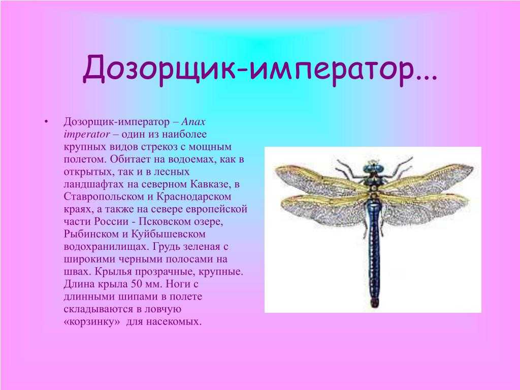 Дозорщик-император и пчела-плотник: как живется в севастополе краснокнижным насекомым | forpost