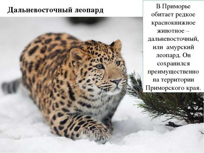 Леопард - описание и фото, где обитает, чем питается, видео охоты