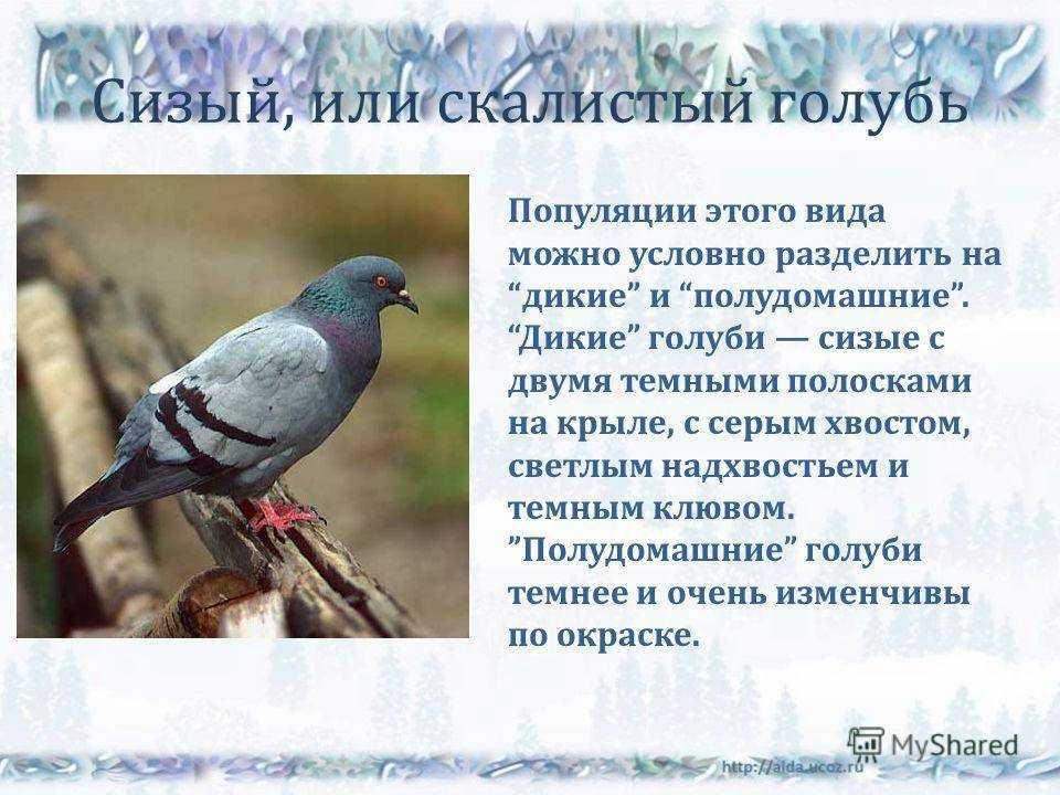 Скалистый голубь - описание, среда обитания, интересные факты