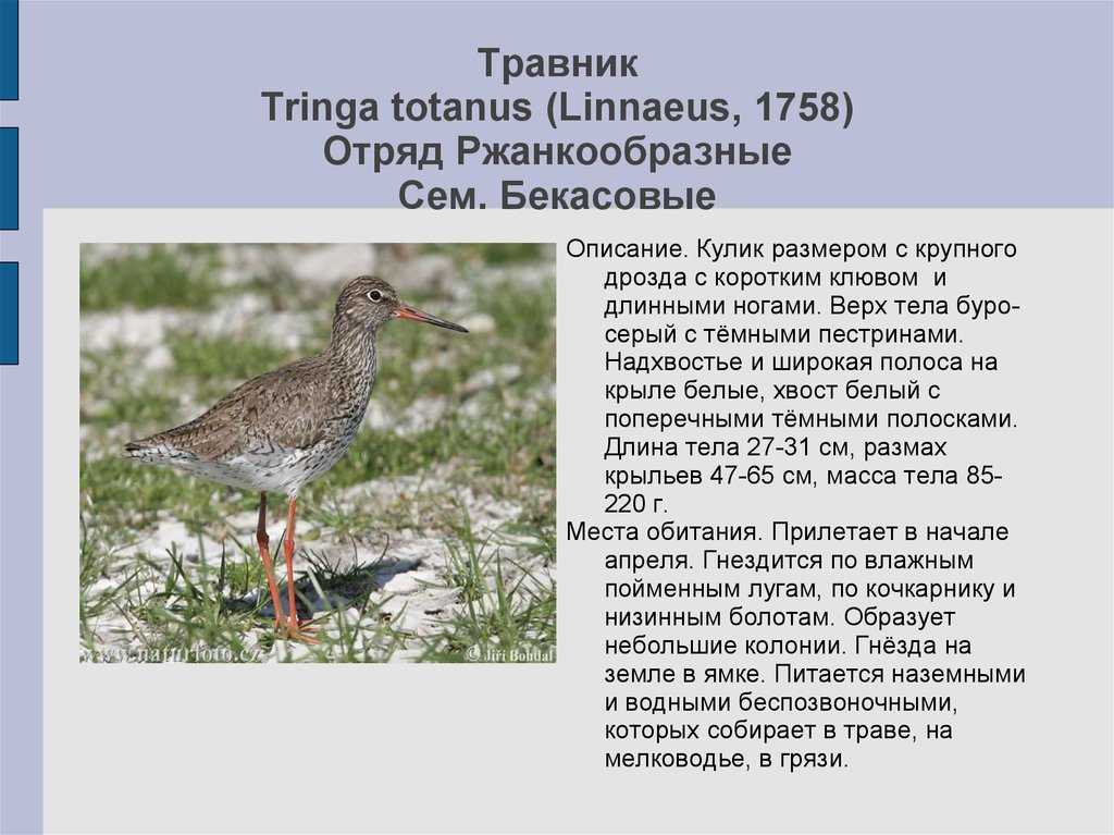 Кулик-сорока (фото): как выглядит, где обитает, чем питается и интересные факты