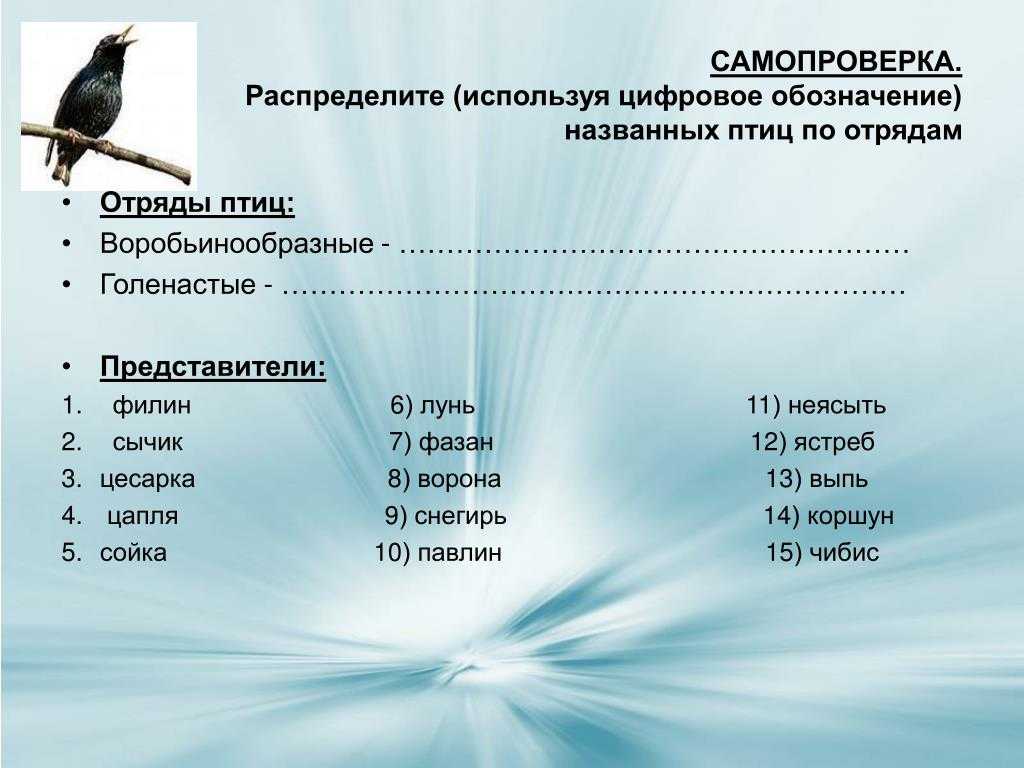 Вьюрковые ткачики