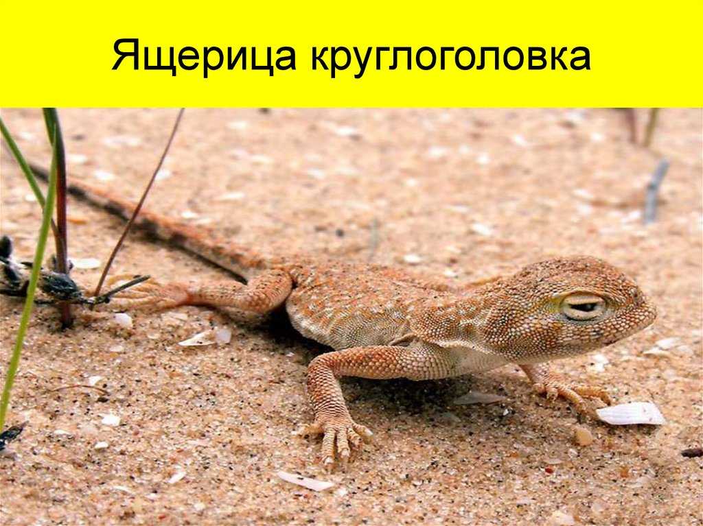 Круглоголовка-вертихвостка – ящерица с диковинным названием - животные
