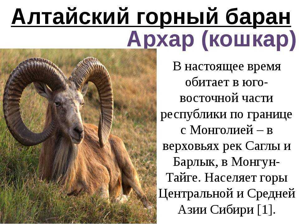 Архар — различия между версиями