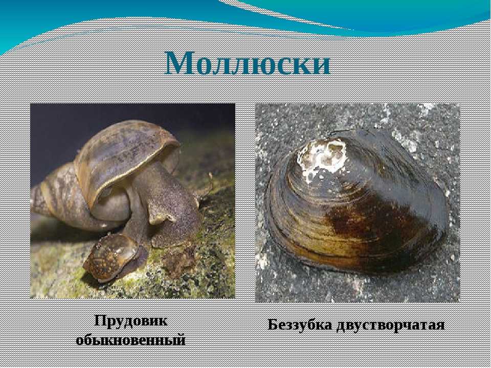 Жемчужницы – подводная «сокровищница» земли