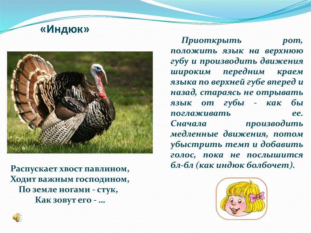 Самые крупные породы индюков: описание с фото