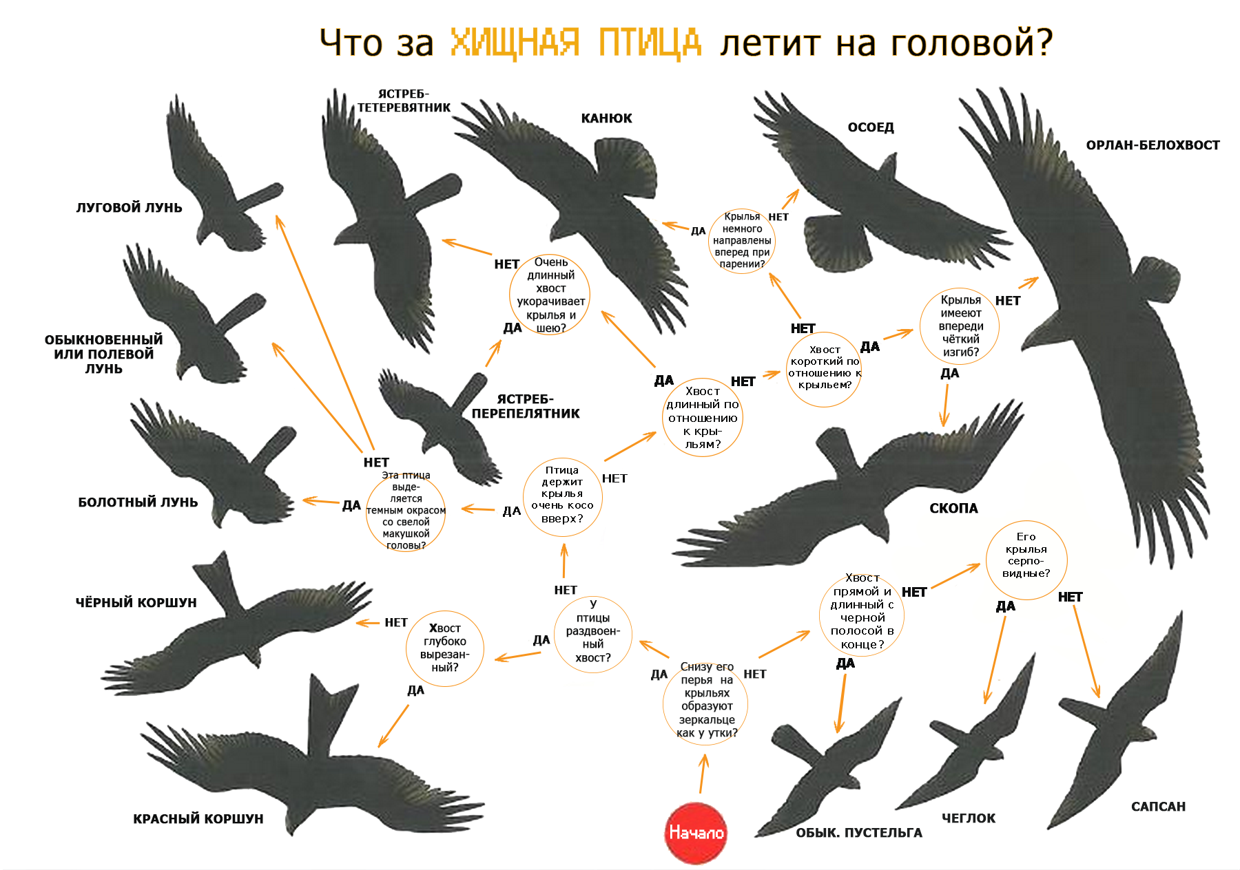 Кк выглядит коршун: фото, описание, распространенные и редкие виды