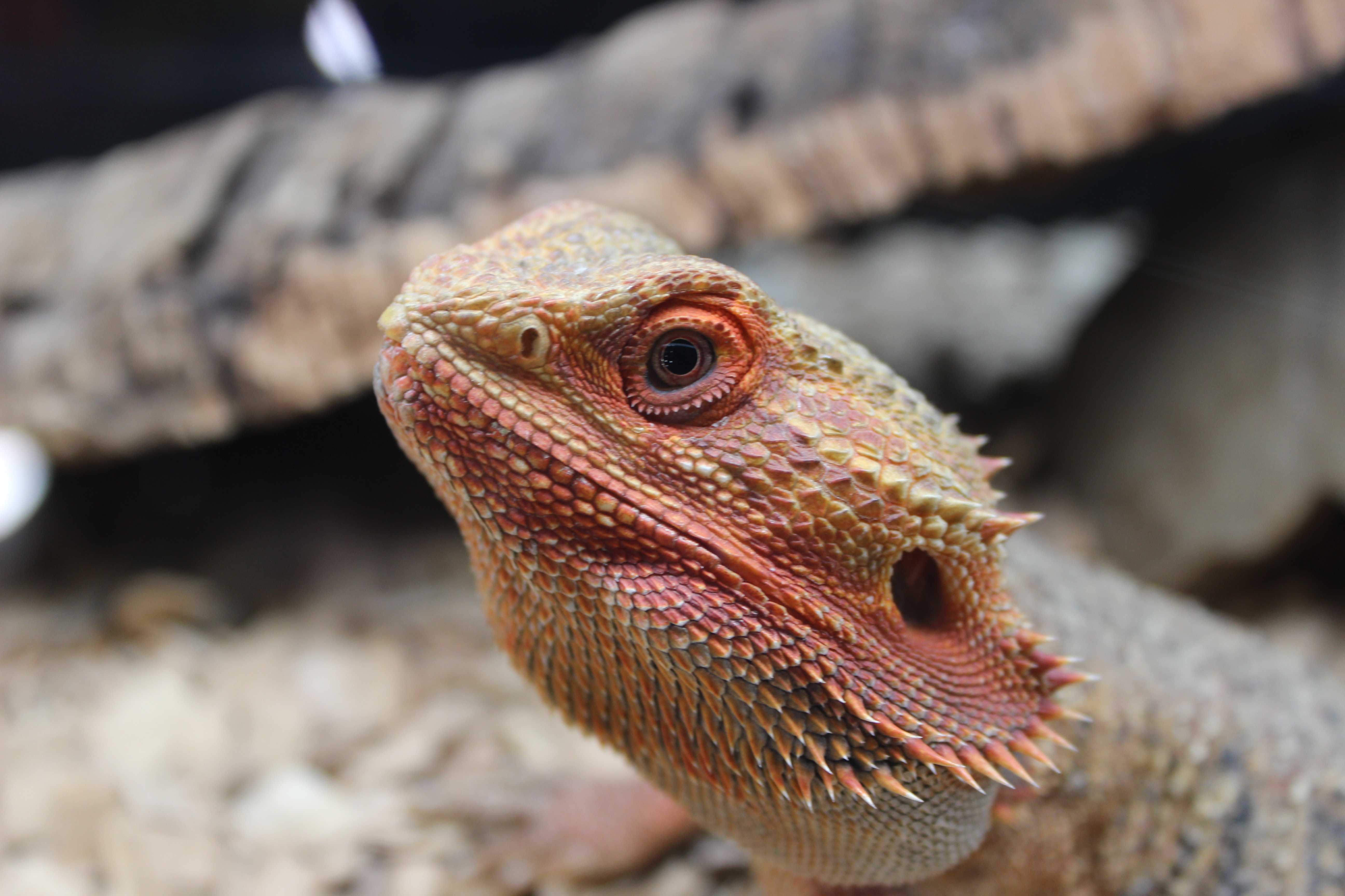 Агама бородатая (pogona vitticeps)