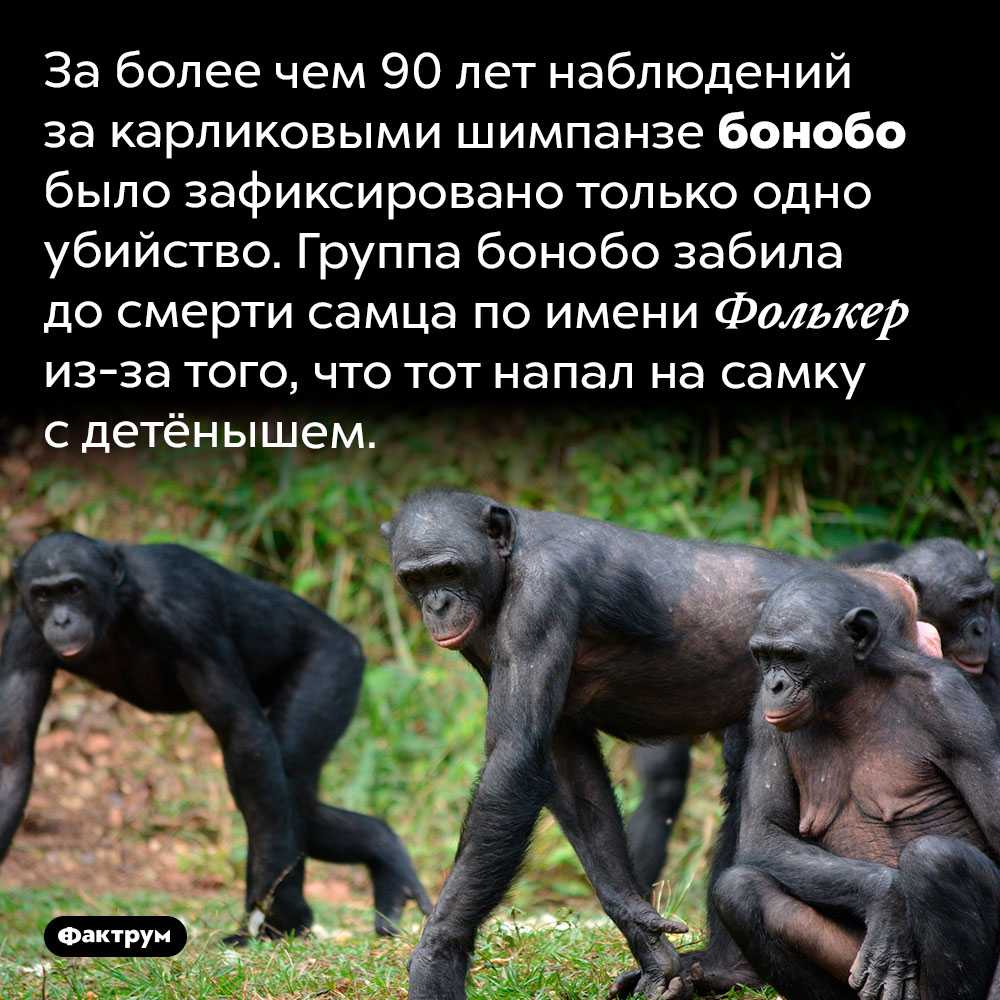 Человекообразные обезьяны
