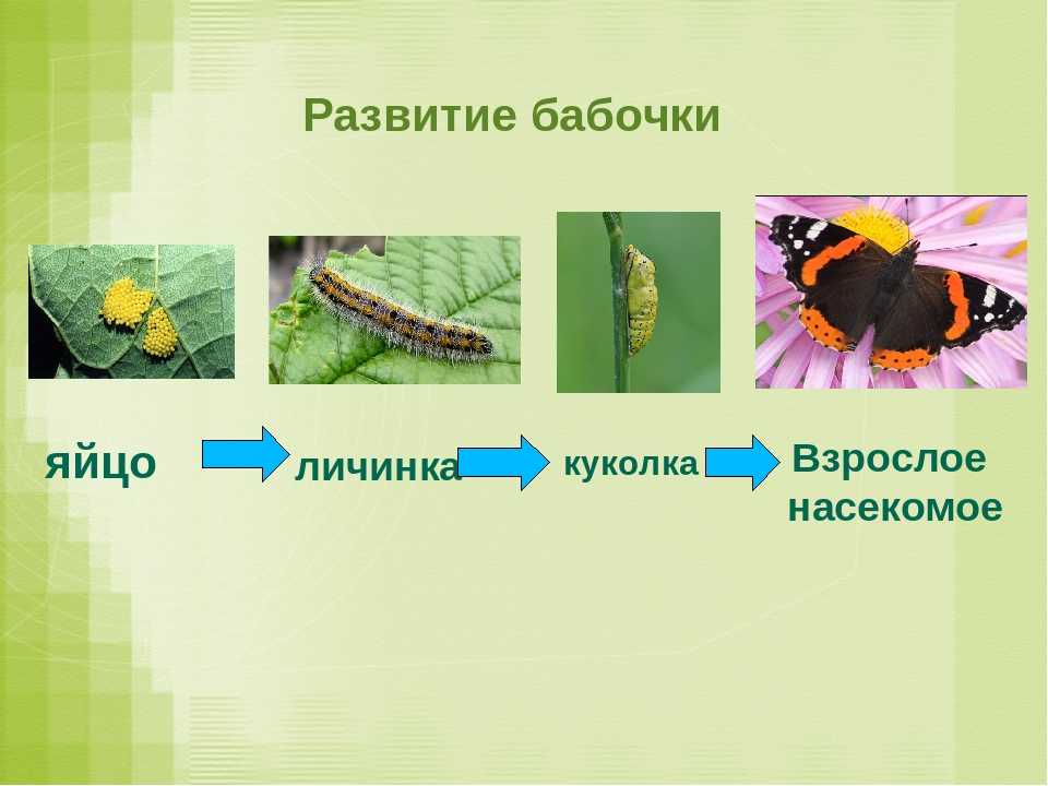 Бабочки сибири: фото и интересные факты — блог милы