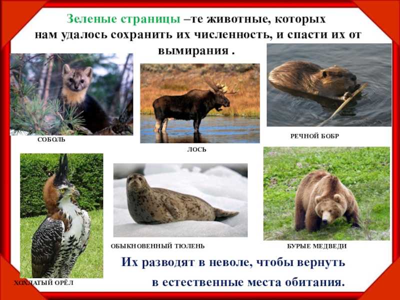 Орикс: интересные факты о животных