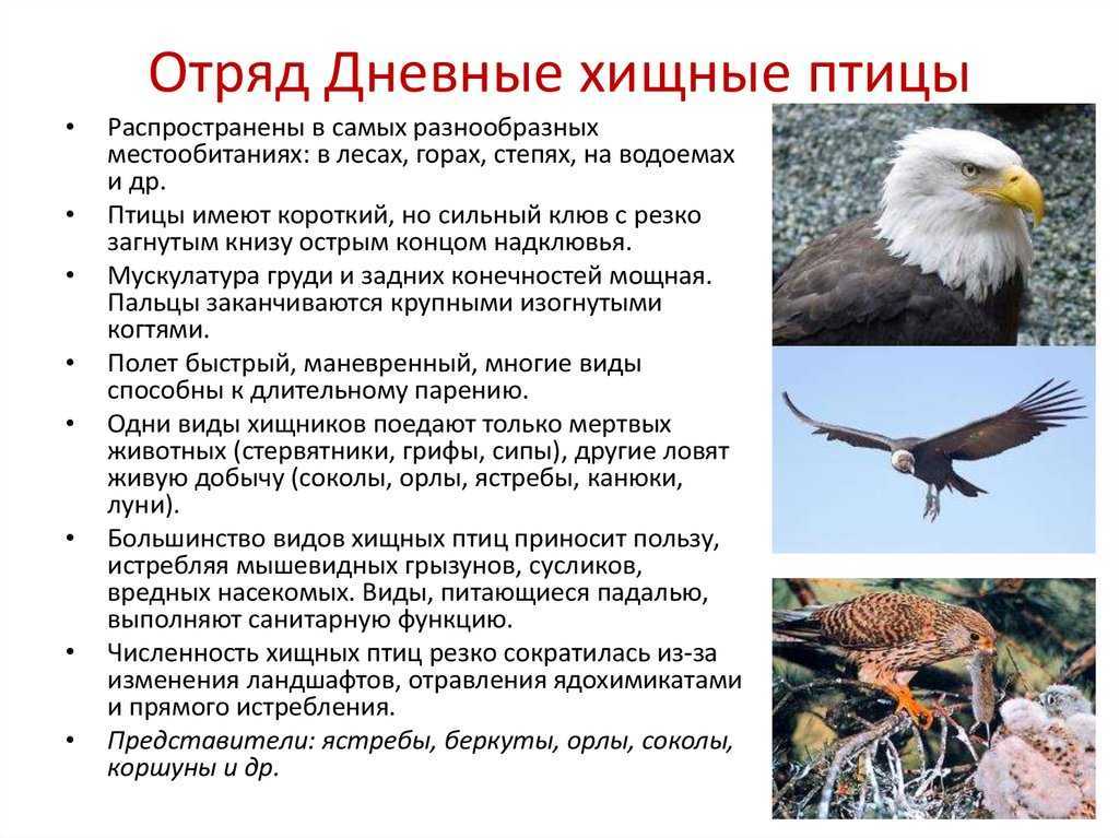 Виды орлов. описание, особенности и ареал обитания