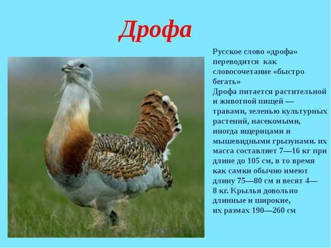 ​50  интересных фактов о дрофе — общенет
