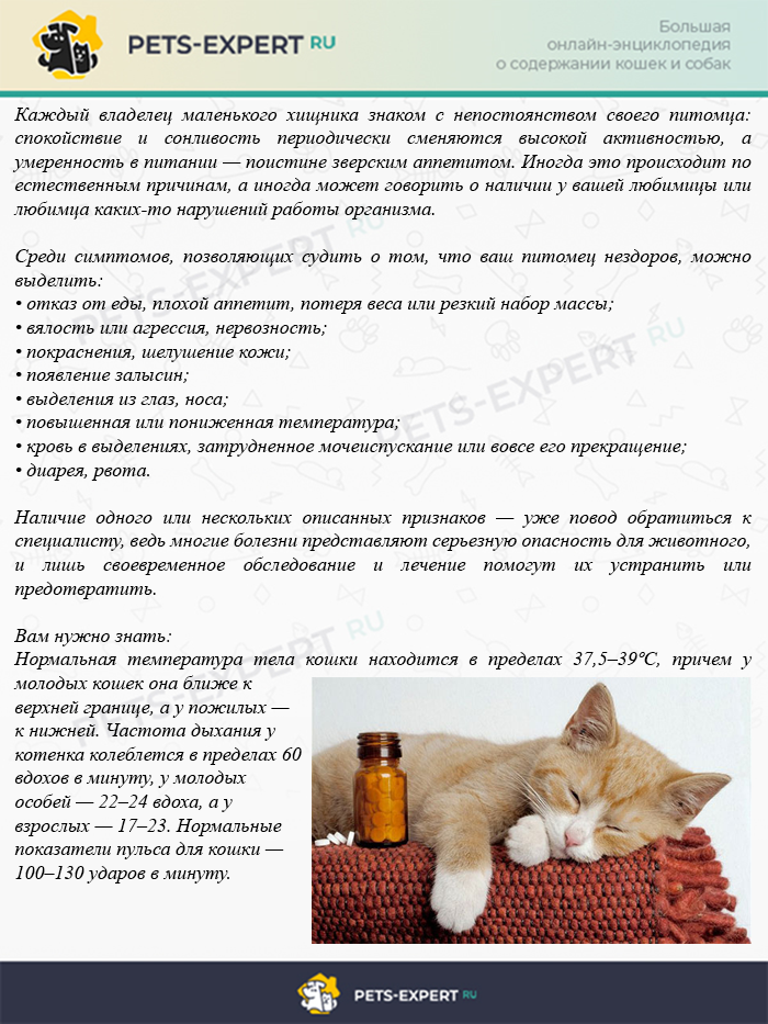 Лечение кошками. какая порода, какие болезни лечит