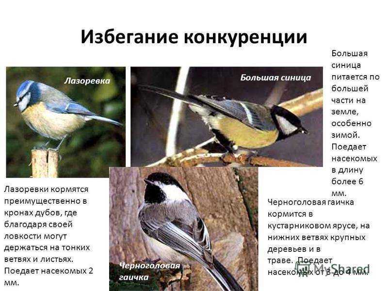 Острохохлая синица - маленькая птичка с оригинальной прической
