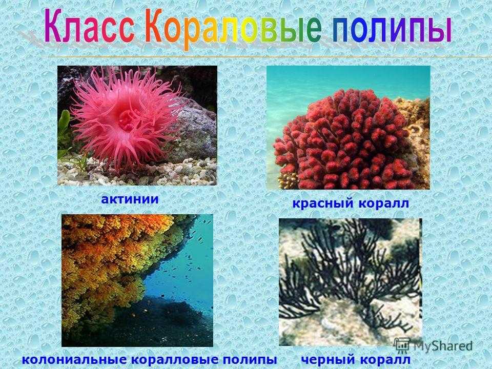 Класс коралловые полипы. восьми- и шестилучевые кораллы. характеристика, питание и строение