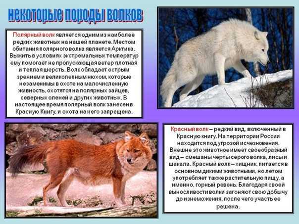 Красный горный волк – фото и описание | красная книга россии