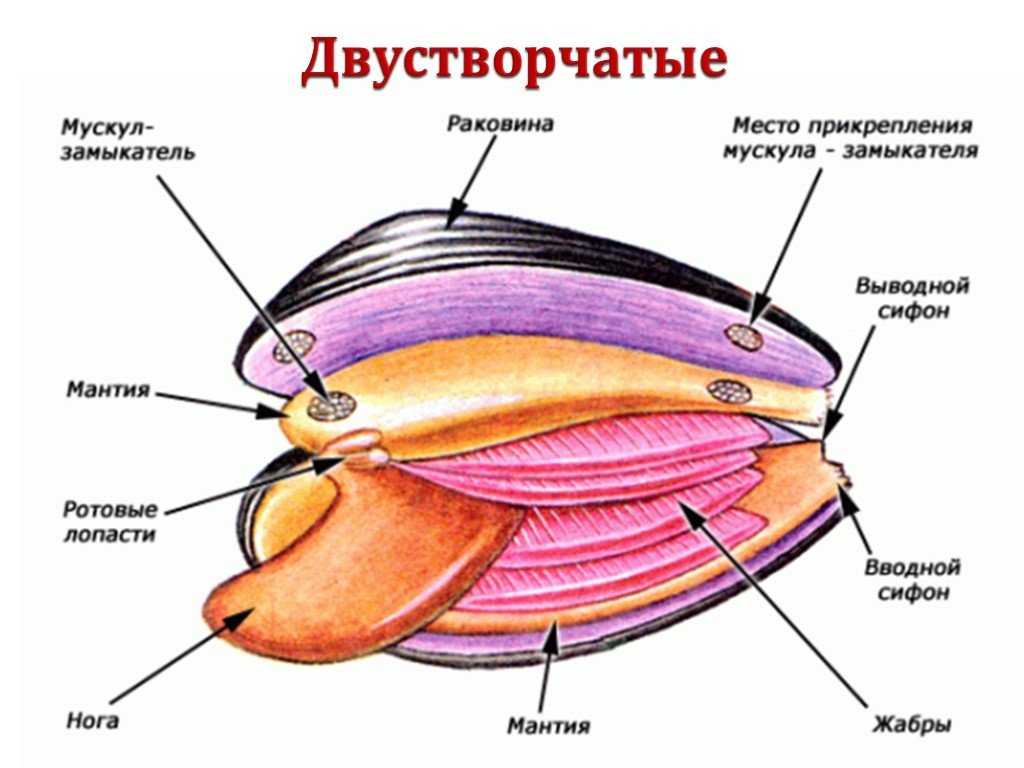 Моллюски