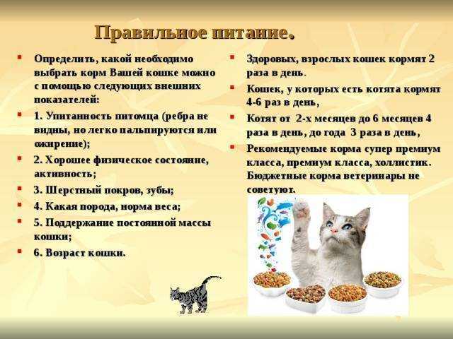 Как помочь кошке похудеть: рекомендации по составлению рациона, расчету порции, выбору корма и расписания упражнений, полезные советы владельцам