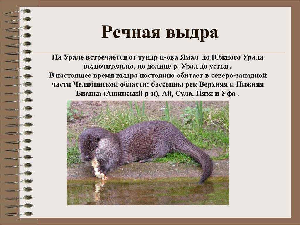 Гигантская выдра - куньи | некоммерческий учебно-познавательный интернет-портал зоогалактика
