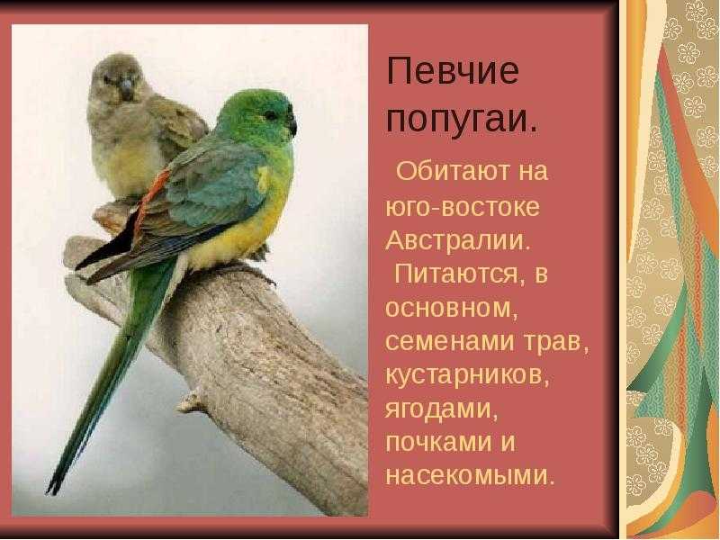 Кровавобрюхий плоскохвостый попугай