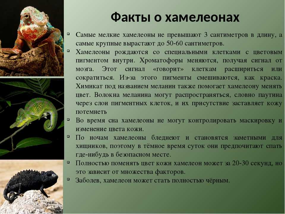 Хамелеон Парсона Chamaeleo parsonii - один из самых красивых хамелеонов Окраска у него очень яркая и разнообразная Распространён хамелеона Парсона на восточном побережье Мадагаскара Известно два подвида этого вида